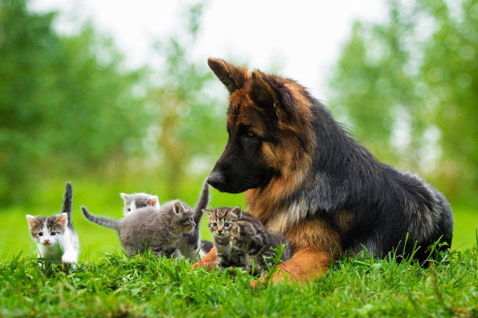 Quand une chienne accouche de chatons